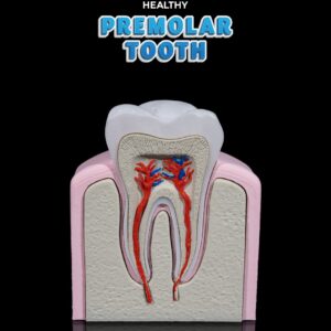 Healthy Premolar Tooth 