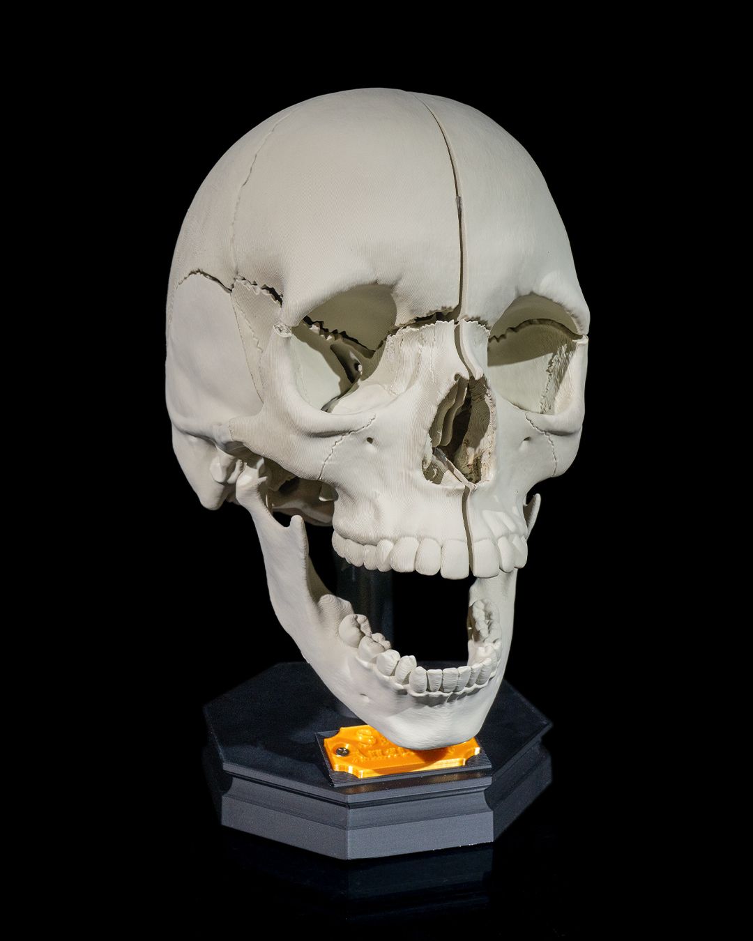 Human Adult Skull - Image 2
