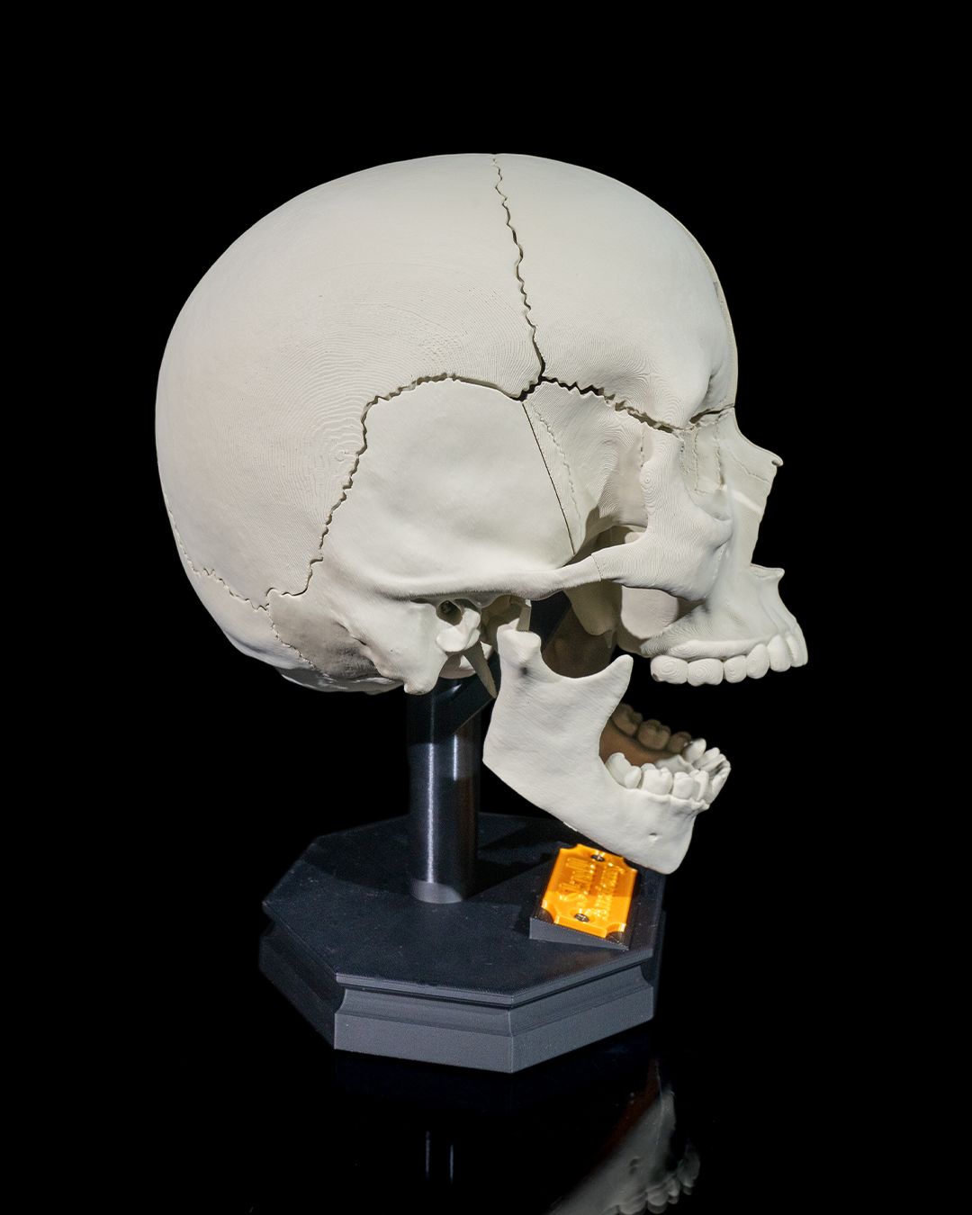Human Adult Skull - Image 4