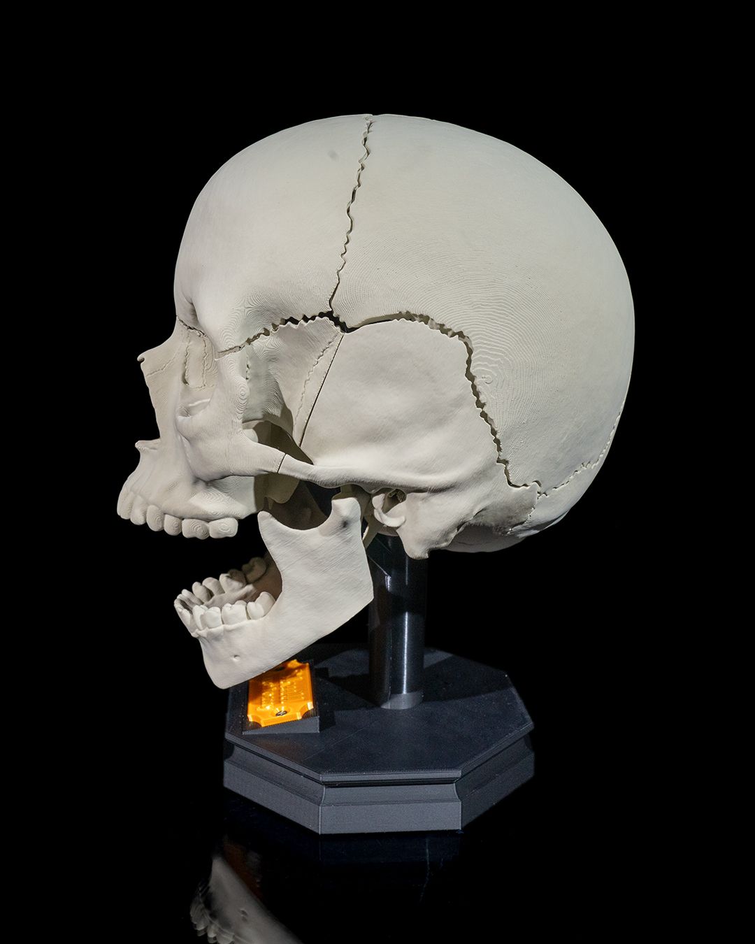 Human Adult Skull - Image 6