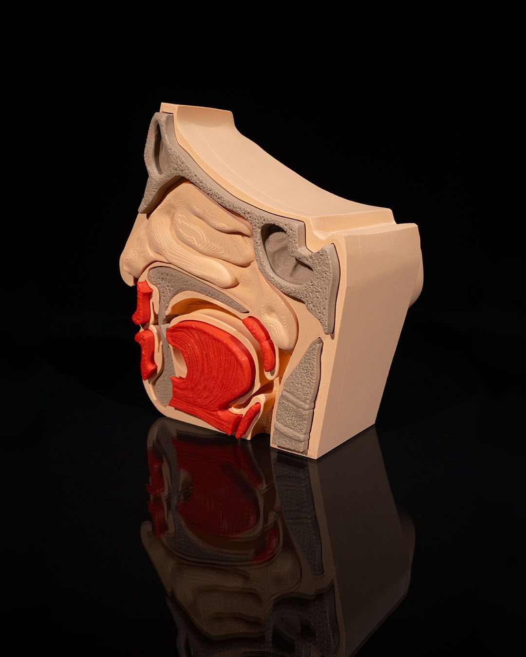 Nose and Sinus - Image 2