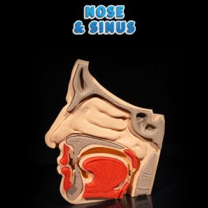 Nose and Sinus 