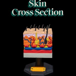 Skin Cross Section