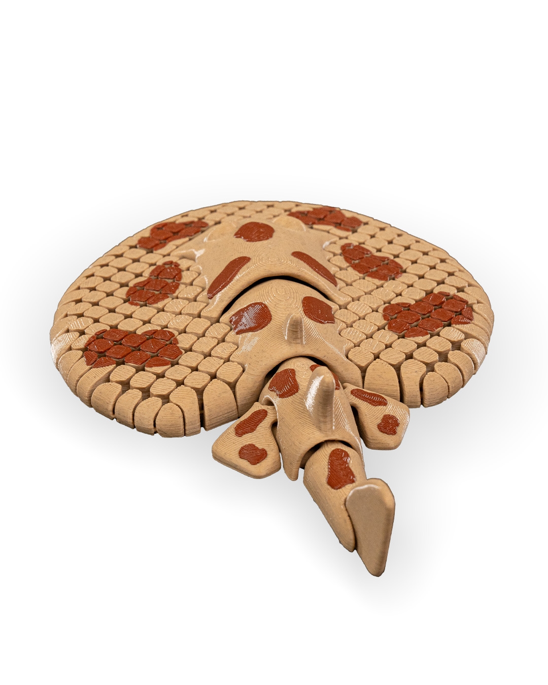 Lexi, the Electric Ray - Image 10