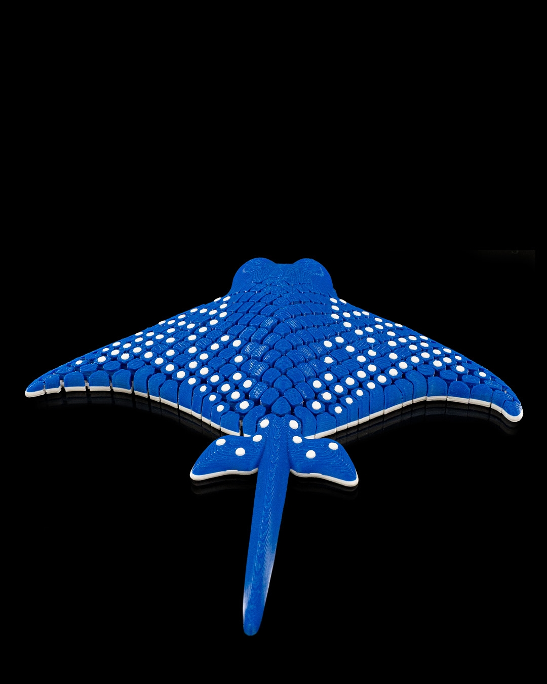 Igor, the Spotted Eagle Ray - Image 7