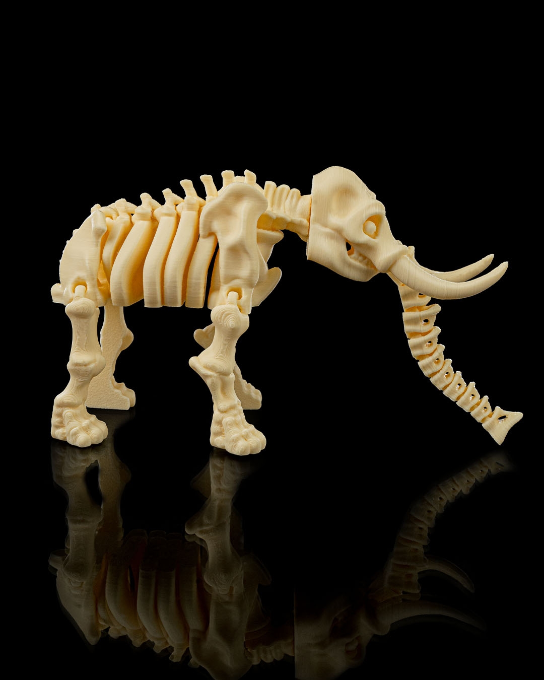 Skeleton Elephant - Image 3