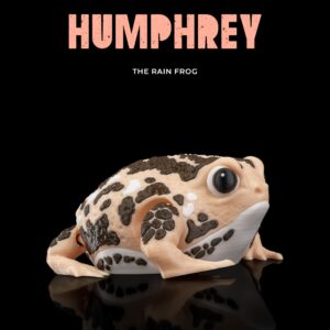 The Rain Frog