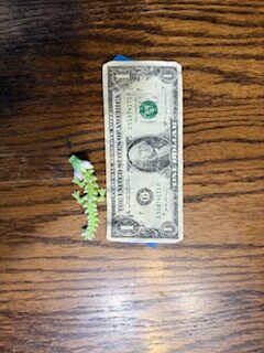 Green Mini Dragon - Image 3