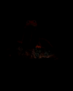 Sitana - O calango - Image 2