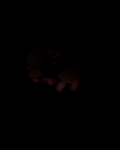 Lagarto Imperial - Image 2